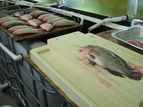 Home Tilapia Production with DIY Small Scale Aquaculture System and Greenhouse - Vid #12