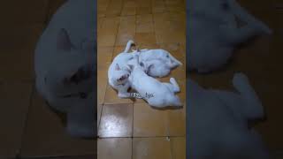 Duhh Ikut Nenen Adeknya