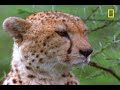 Cheetahs