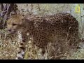 Cheetahs