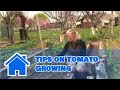 Growing Tomatoes : Tips on Tomato Growing