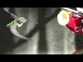 Slow Motion Hummingbirds 5 Canon HD+High Speed Casio EX-F1