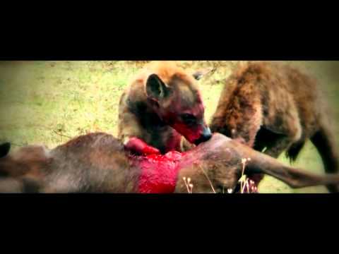 Tanzania, Kenia - Safari w Afryce (mocne sceny, dla widzów dorosłych !!!)