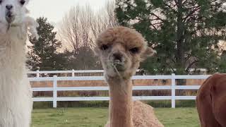 One of 8 new additions…Alpacas!