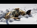 Dog That Uncovers Tiny Creature Frozen In Snow Immediately Alerts Dog That Uncovers Tiny Creature Frozen In Snow Immediately Alerts