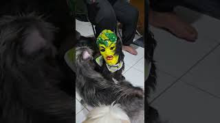 My Horo Chan Wearing A Scary Mask. Lol