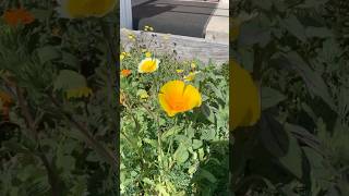 Guerilla Gardened Flowers. Ca Poppy, Tidy Tips, Elegant Clarkia, And Ca Dfields.