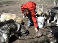 firewalker - Alaskan Malamute - Puppies 5 month - free feeding