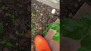 Crush Thermo Boots Orange Blue Snail Tin