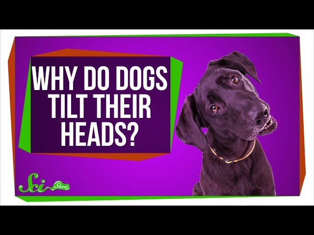 Why Do Dogs Tilt Their Heads? - Video