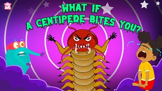 What if a Centipede Bites You? | Are Centipedes Poisonous? | Deadliest Insects |