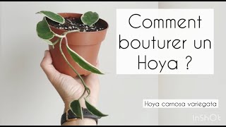 Bouturer Un Hoya Carnosa La Plante À Fleurs De Porcelaine