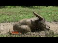 SI OTAN | KEKUATAN SI TANDUK (25/09/18) 1-3