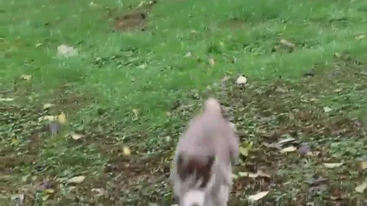 shepsky puppies for sale gerberian shepsky puppies for sale california design breeds picture shepsky puppies for sale gerberian shepsky puppies for sale california design breeds picture