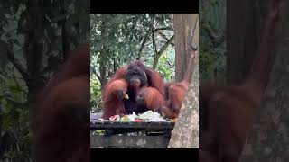 Orangutans At Feeding Post.