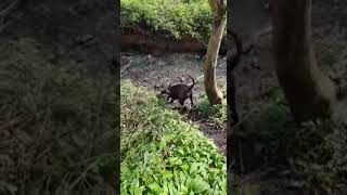 Staffy Tackling A Big Stick