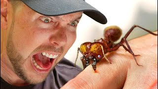 Monster Ant Chews To The Bone!