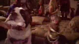 Watch Triumph The Insult Comic Dog I Keed video