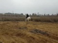 Deepak ahlawat hourse riding