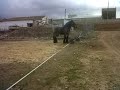 percheron belga al galope España (Castilla la Mancha) tlf 669092120