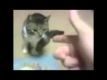 Animali che fanno finta di morire - HD Compilation