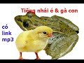 Tiếng nhái é và gà con kêu dùng đánh chim săn và đánh bìm bịp- có link mp3