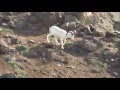 Watch Grizzly on the attack in Denali National Park Video