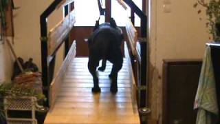 Staffordshire Bull Terrier Stafféta & Uplander Training 6.