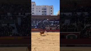 Quiebro Pablo Saso Vacon Toro Bravos Arriazu Castellón #Shorts