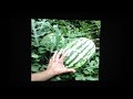 siembra de sandia