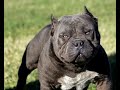 15 Anjing Penjaga Terkuat Dan Terbesar Di Dunia images 15 Anjing Penjaga Terkuat Dan Terbesar Di Dunia