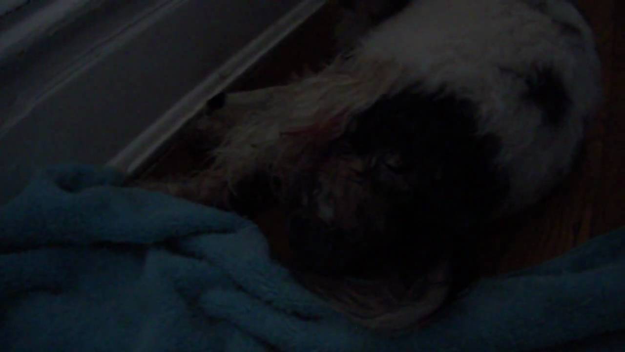 shih tzu giving birth my shih tzu puppy giving birth shih tzu giving birth my shih tzu puppy giving birth