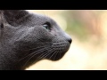 "Timmy" the Russian Blue Cat