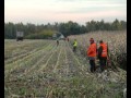 Claas Jaguar 860, Schweinerei.wmv