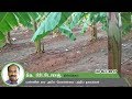 Alkaline acid regime of soil