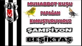 Şampiyon Beşiktaş Muhabbet Kuşu Konuşturma: Muhabbet Kuşunuzu Konuşma Şampiyonu 