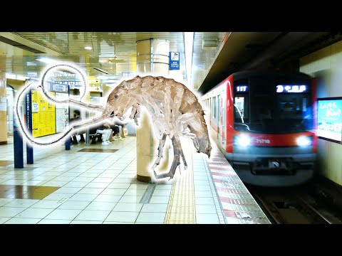地下鉄にひそむ珍しいエビを捕獲 (05月03日 21:45 / 13 users)