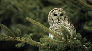 Voices: Barred Owl Voices: Barred Owl