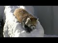 雪で遊ぶレッサーパンダ〜Red Panda playing in the snow