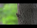 セミの鳴き声・蝉時雨 録音（効果音）Chorus of Cicadas Recording ( Sound Effect )