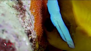 ANEMONE FISHES AND EGSS 2