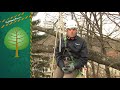 How to Properly Prune Your Trees