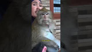 Mba Osa Monyet Pantai Gemoy Ternyata Menyimpan Kisah Haru
