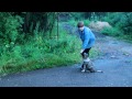 Дрессировка щенка кавказской овчарки - 