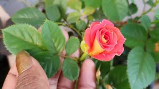 7 Plents Flowers Beautiful Worl Name Flower Sophat Nature Ep 3