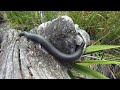porphyriacus