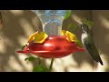 SANYO Xacti VPC-FH1 1080p Hummingbird Video