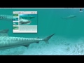 ASMR Live Desktop Demo: Sharks 3D and Koi Pond 3D with water sounds