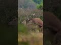 Red Deer Mating!