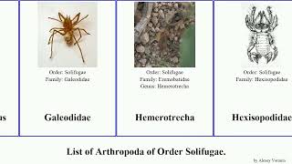 List Of Arthropoda Of Order Solifugae. Galeodes Arabs Fuse Target French Ordersolifugae Solifugids